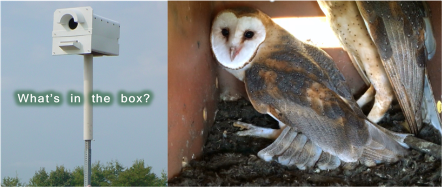Barn owl and box.png