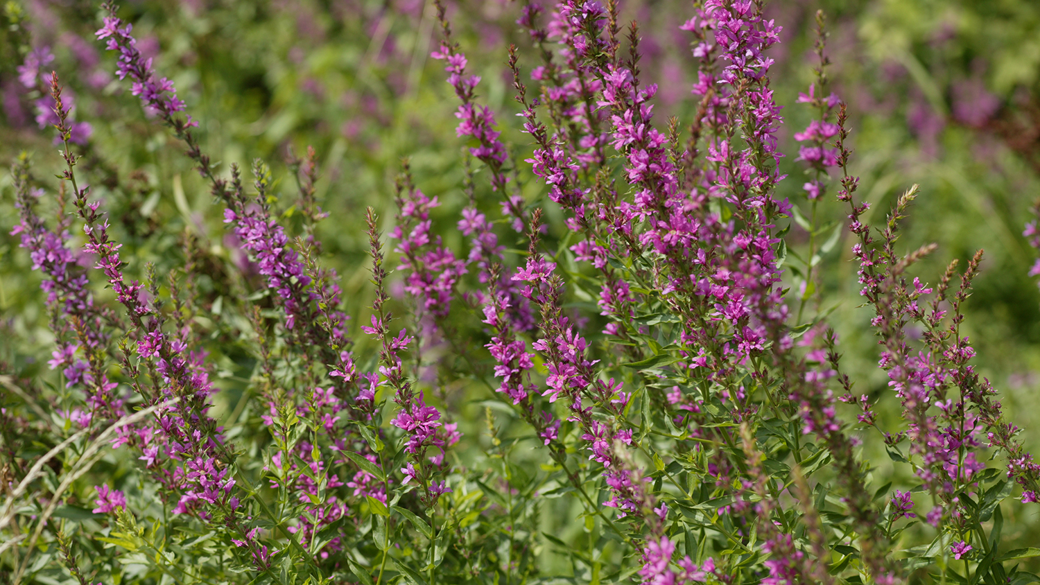 Exotic Herbaceous Plants