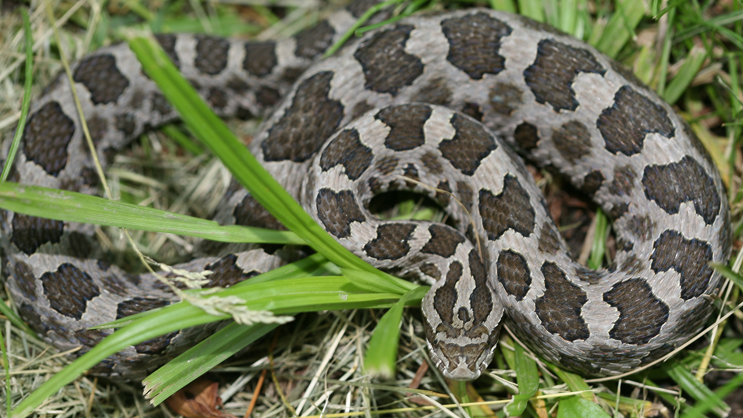 Wild About Illinois Snakes!