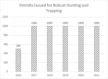 Permits Issued for Bobcat Hunting and Trapping