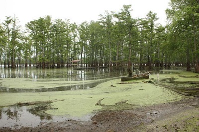 Horeshoe Lake at flood stage